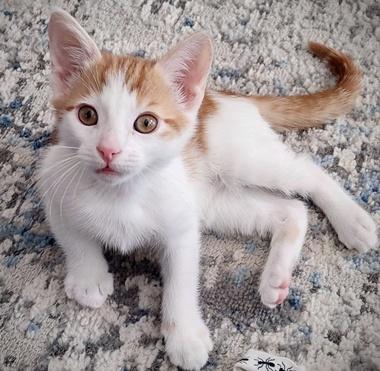 Enlarge Doodle, an adopted Domestic Short Hair in Fair Oaks, CA image 4/4