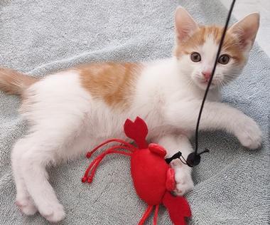 Enlarge Doodle, an adopted Domestic Short Hair in Fair Oaks, CA image 3/4