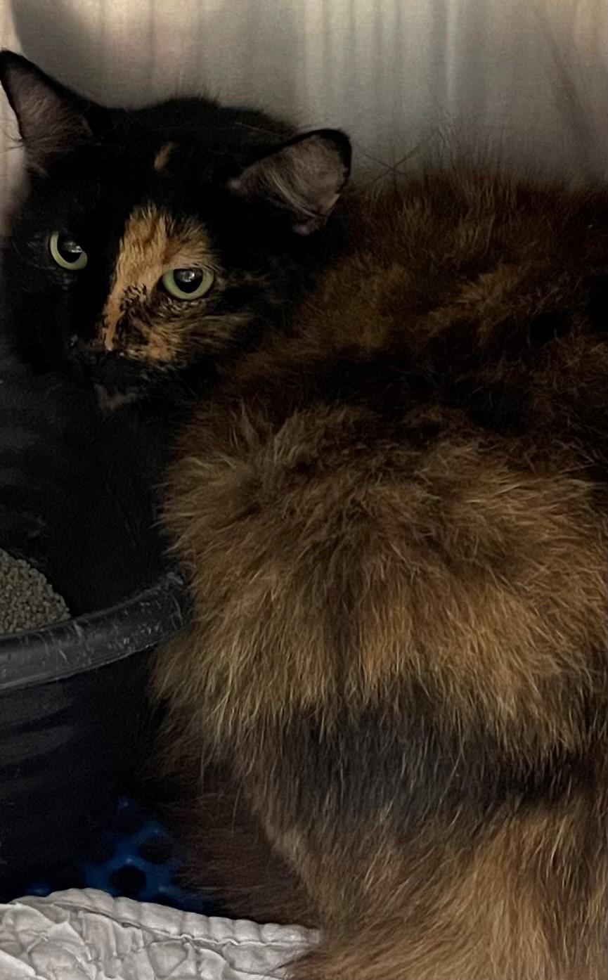 Enlarge Lucille Ball, a Adoptable mixed breed in Jackson, LA image 1/1