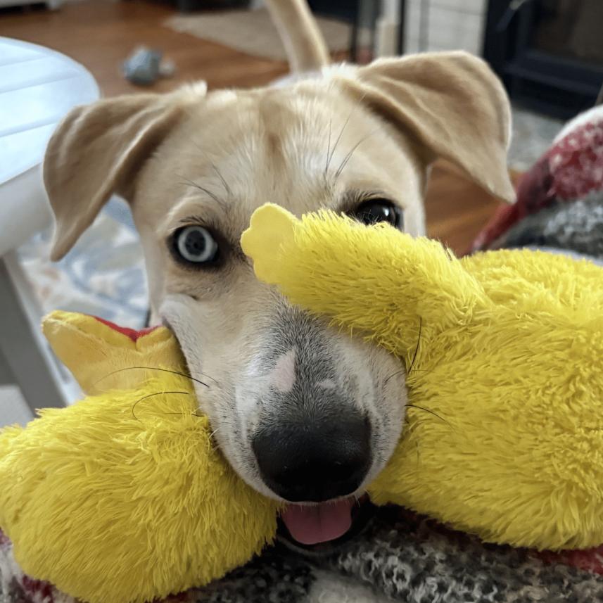 Layla *Foster home, ADOPTABLE, Young Female Mixed Breed.