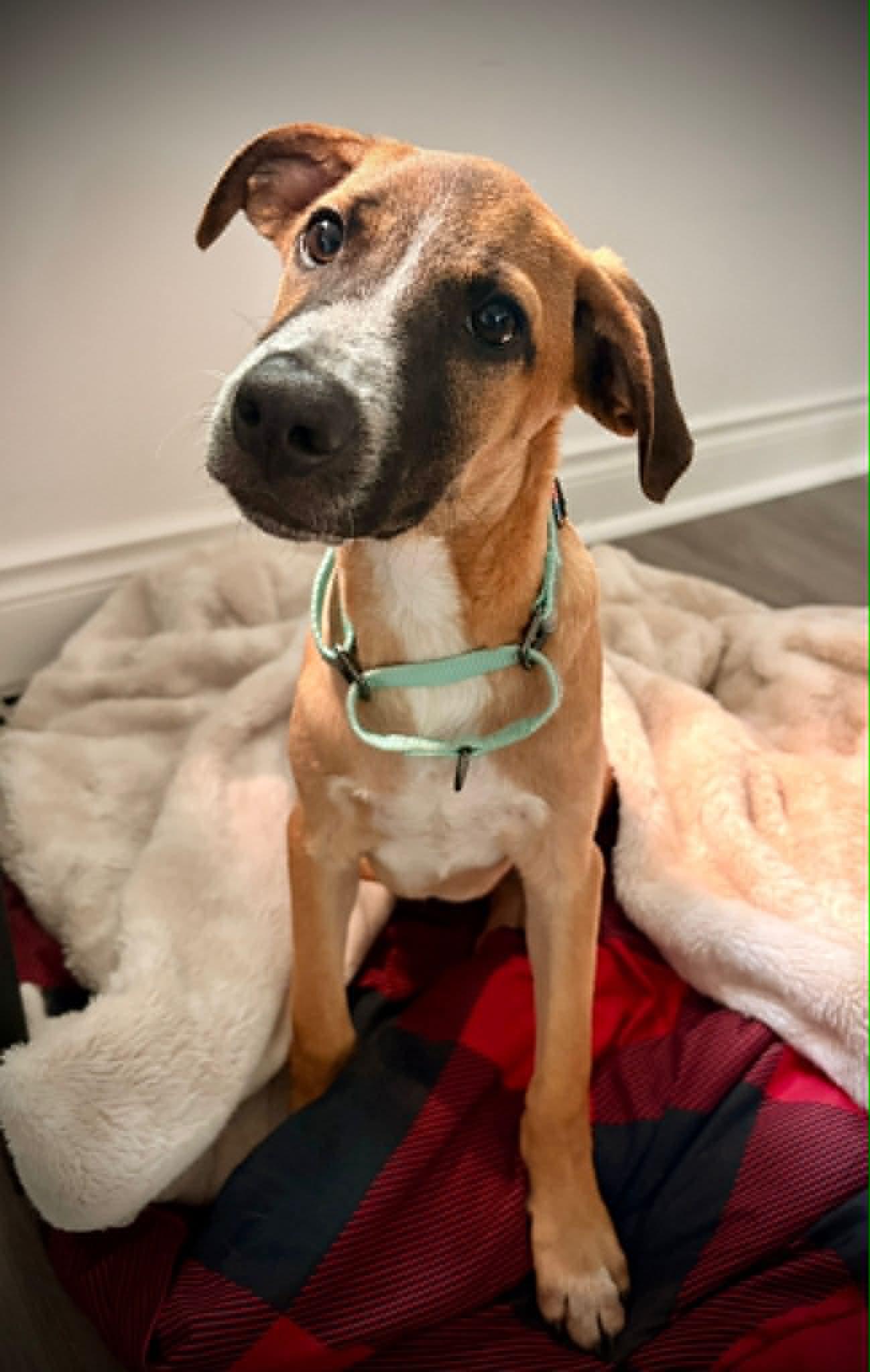 Miles, Adoptable, Puppy Male Mixed Breed.