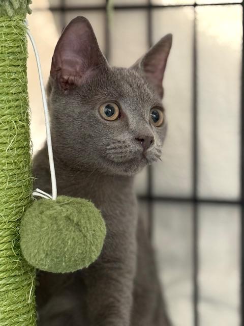 OLLIE, adopted, Kitten Male Domestic Short Hair.