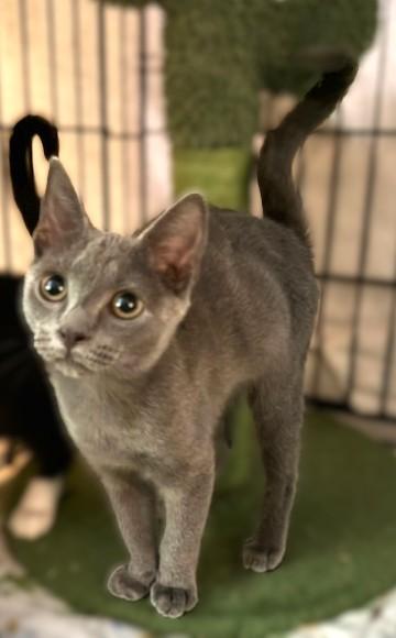 Enlarge OLLIE, an adopted Domestic Short Hair in Spotsylvania, VA image 2/3