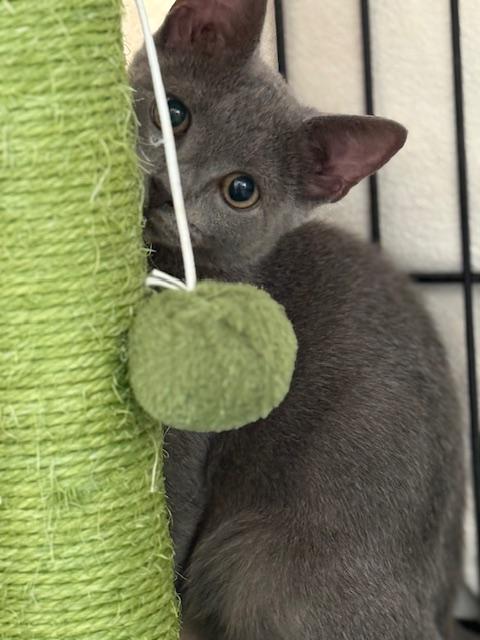 Enlarge OLLIE, an adopted Domestic Short Hair in Spotsylvania, VA image 3/3