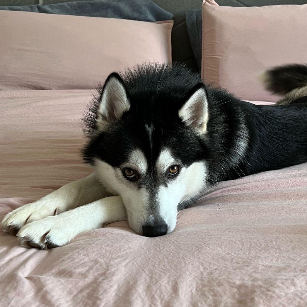 Nikki, an adoptable Pomsky in Weehawken, NJ, 07086 | Photo Image 1