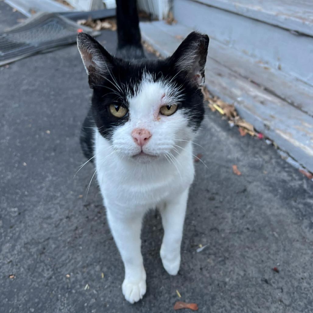Kiki ARC2026-088, Adoptable, Adult Male Domestic Short Hair.