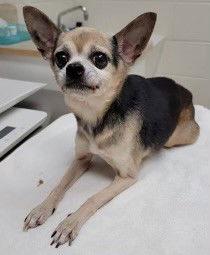 Enlarge Jabbo, a Adoptable Chihuahua in Middlesex, NC image 1/1