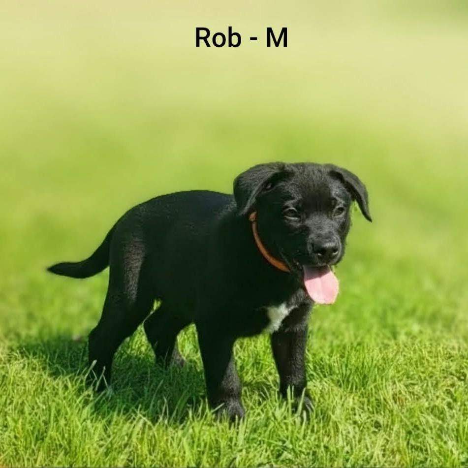 Rob photo
