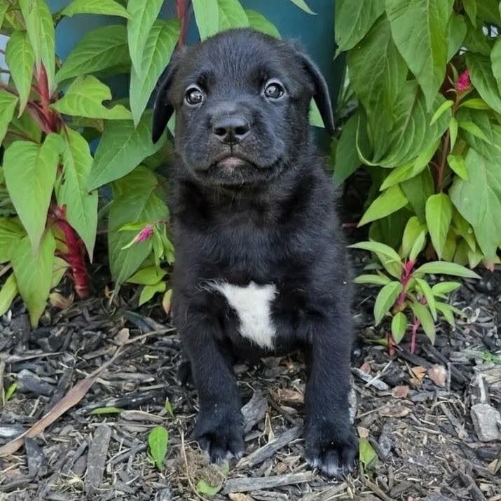 Enlarge Rob, a Adoptable mixed breed in Griswold, CT image 2/2