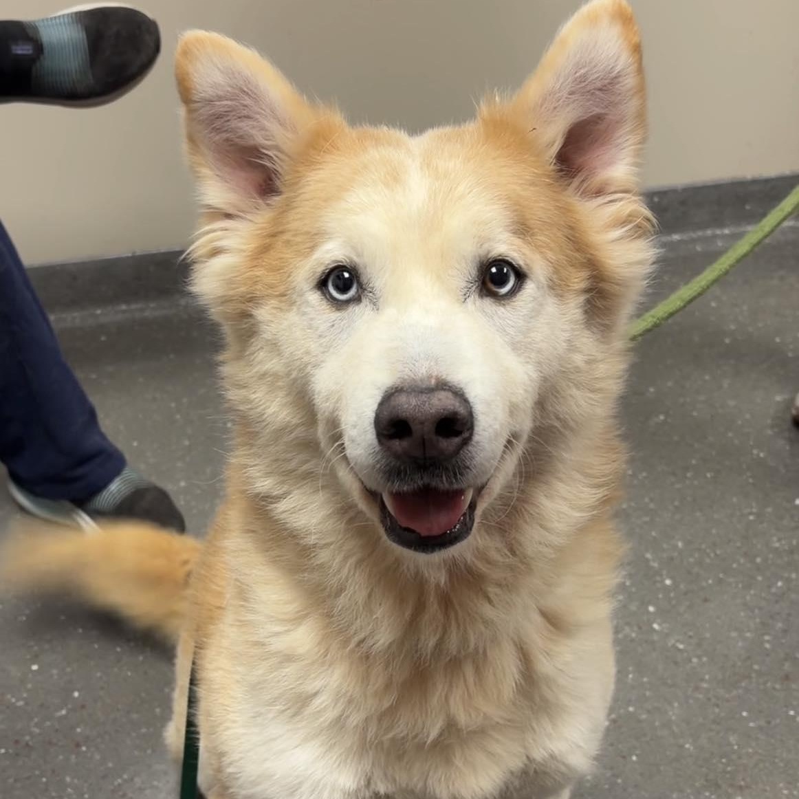 Phoenix, adopted, Adult Male Siberian Husky.