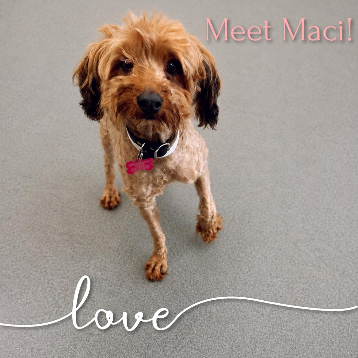 Maci, adopted, Adult Female Poodle.