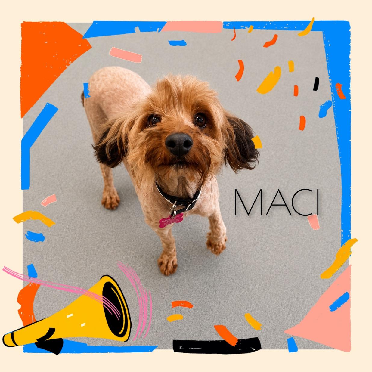 Enlarge Maci, an adopted mixed breed in Fredericksburg, VA image 5/6