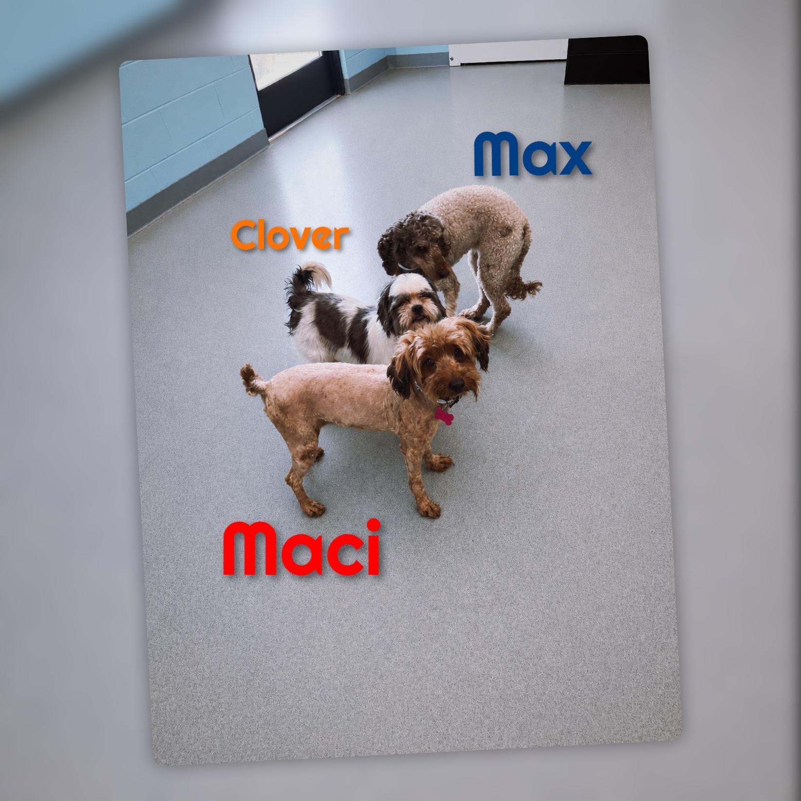 Enlarge Maci, an adopted mixed breed in Fredericksburg, VA image 4/6