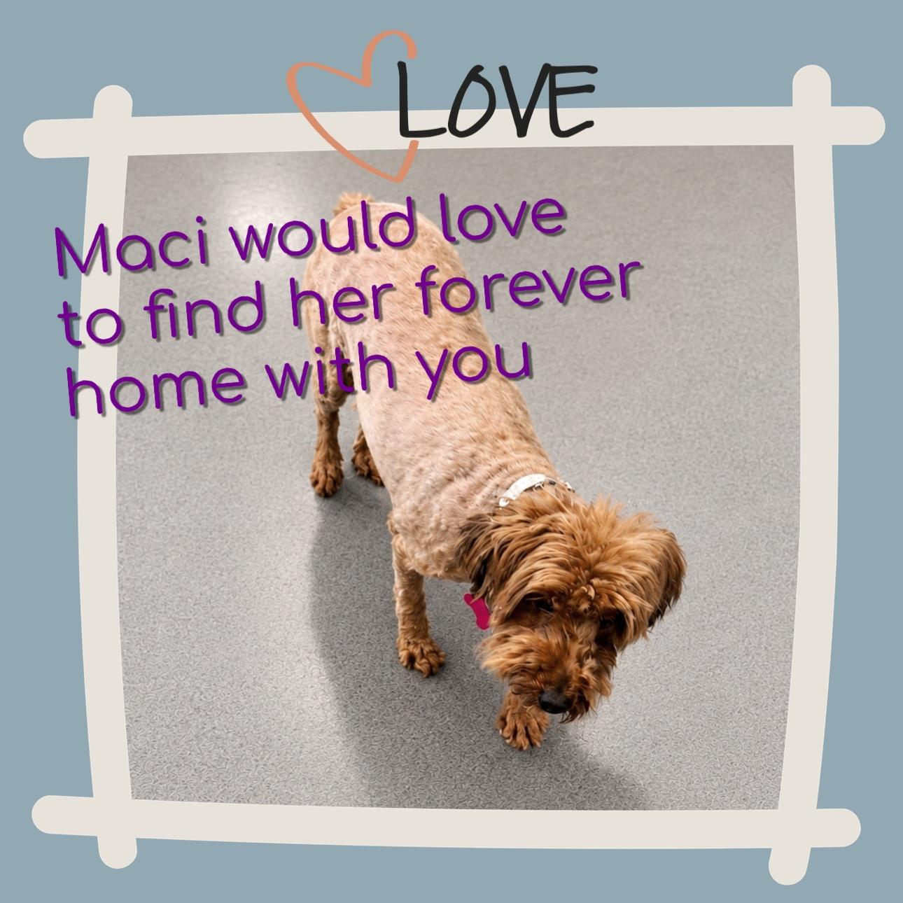Enlarge Maci, an adopted mixed breed in Fredericksburg, VA image 6/6