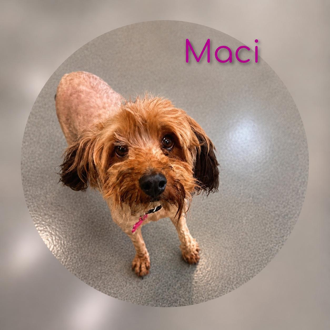 Enlarge Maci, an adopted mixed breed in Fredericksburg, VA image 3/6