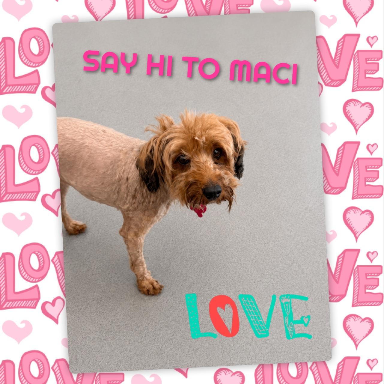 Enlarge Maci, an adopted mixed breed in Fredericksburg, VA image 2/6