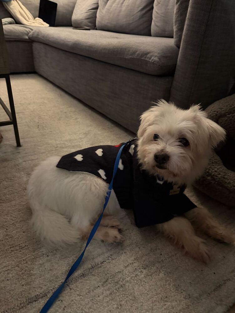 Raun, Adoptable, Adult Male Maltese.