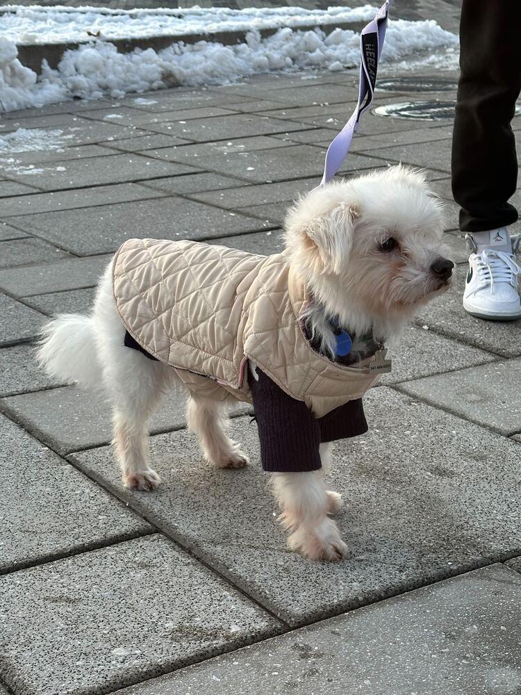 Enlarge Raun, a Adoptable Maltese in Long Island City, NY image 1/3