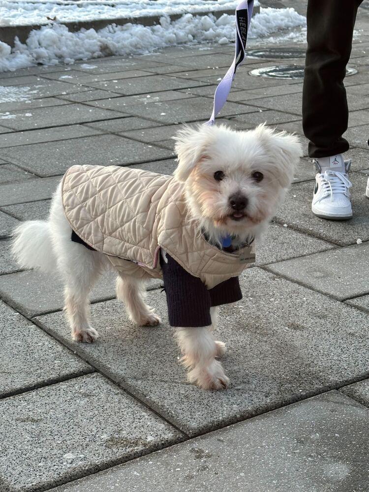 Enlarge Raun, a Adoptable Maltese in Long Island City, NY image 2/3