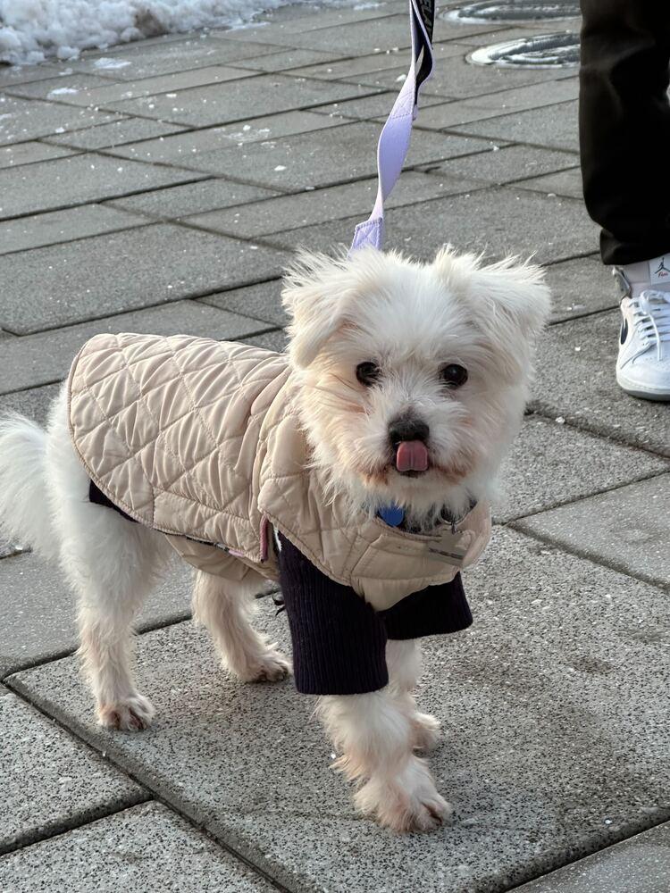 Enlarge Raun, a Adoptable Maltese in Long Island City, NY image 3/3