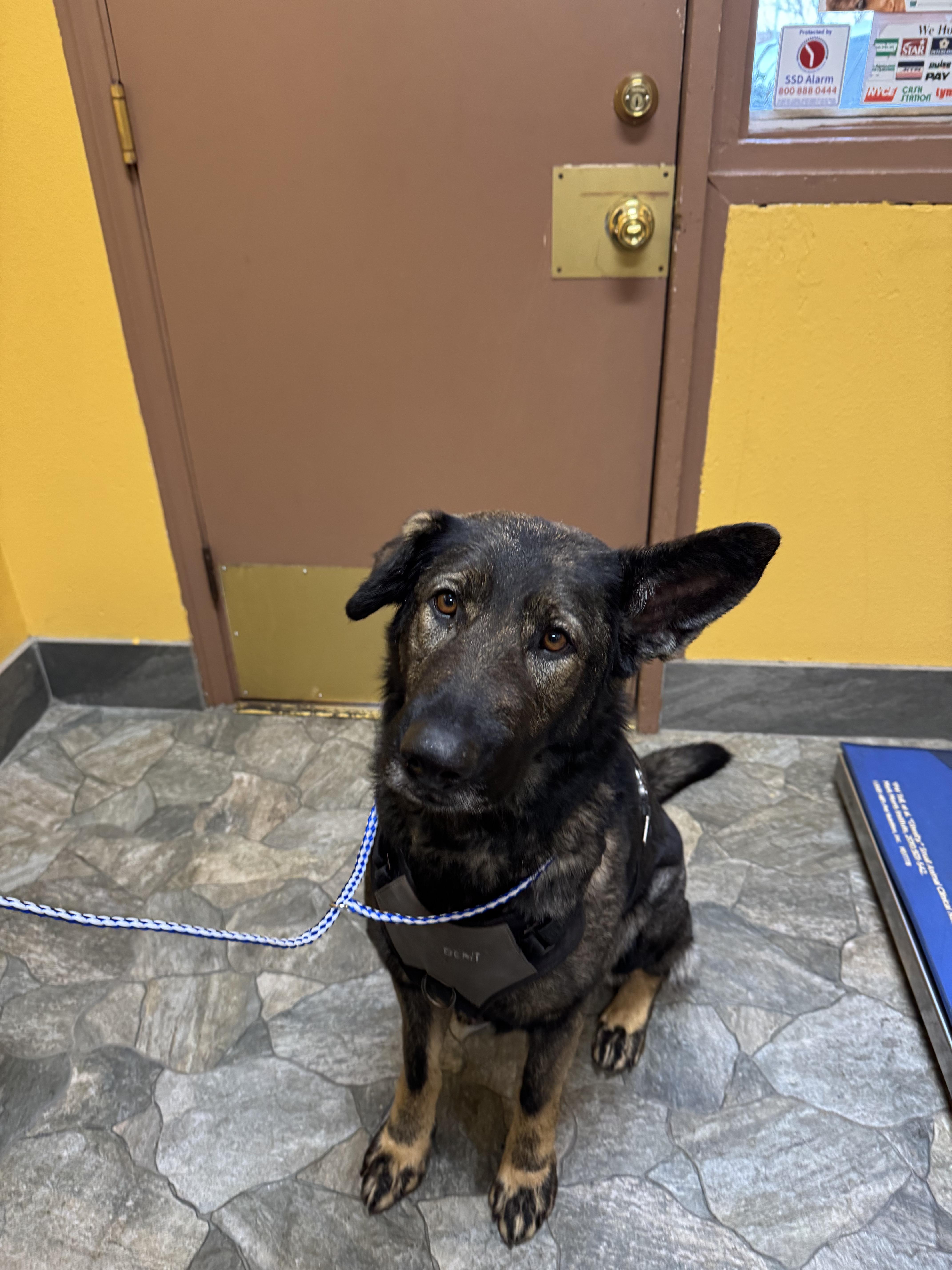 Charlie, Adoptable, Adult Female German Shepherd Dog.