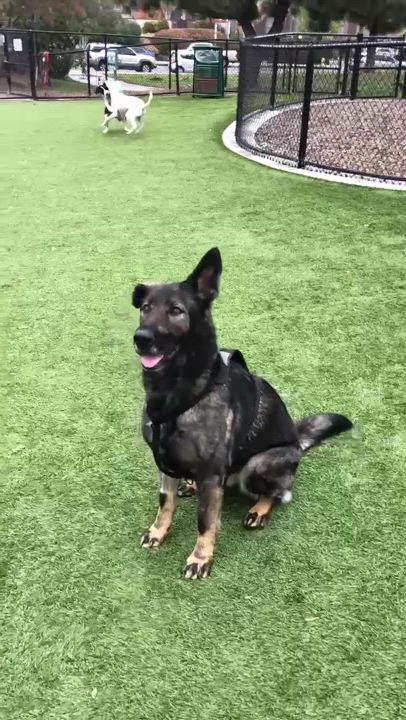 Enlarge Charlie, a Adoptable mixed breed video 2/2