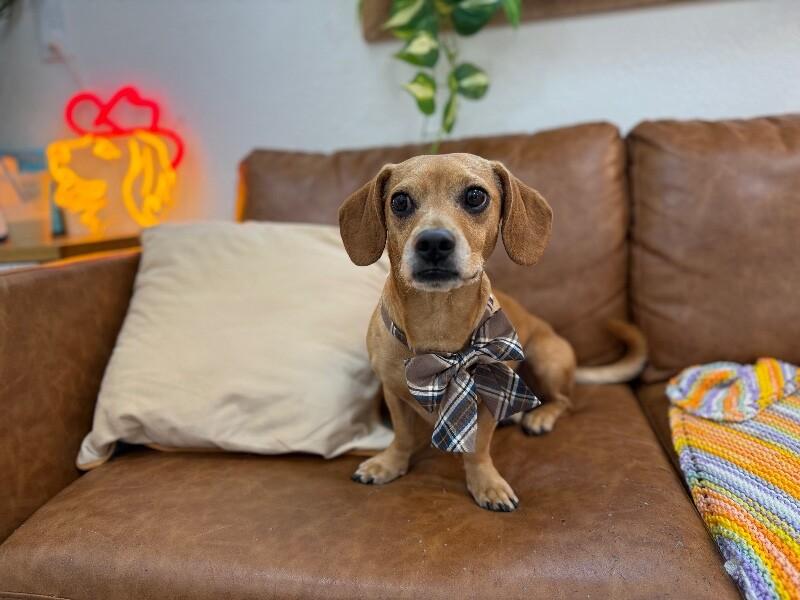 Tony Rigatoni — thumbnail 5