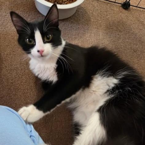 Enlarge Lurch, a Adoptable Domestic Short Hair in Charlottesville, VA image 2/3