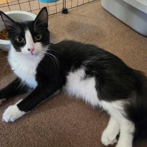 Enlarge Lurch, a Adoptable Domestic Short Hair in Charlottesville, VA image 3/3