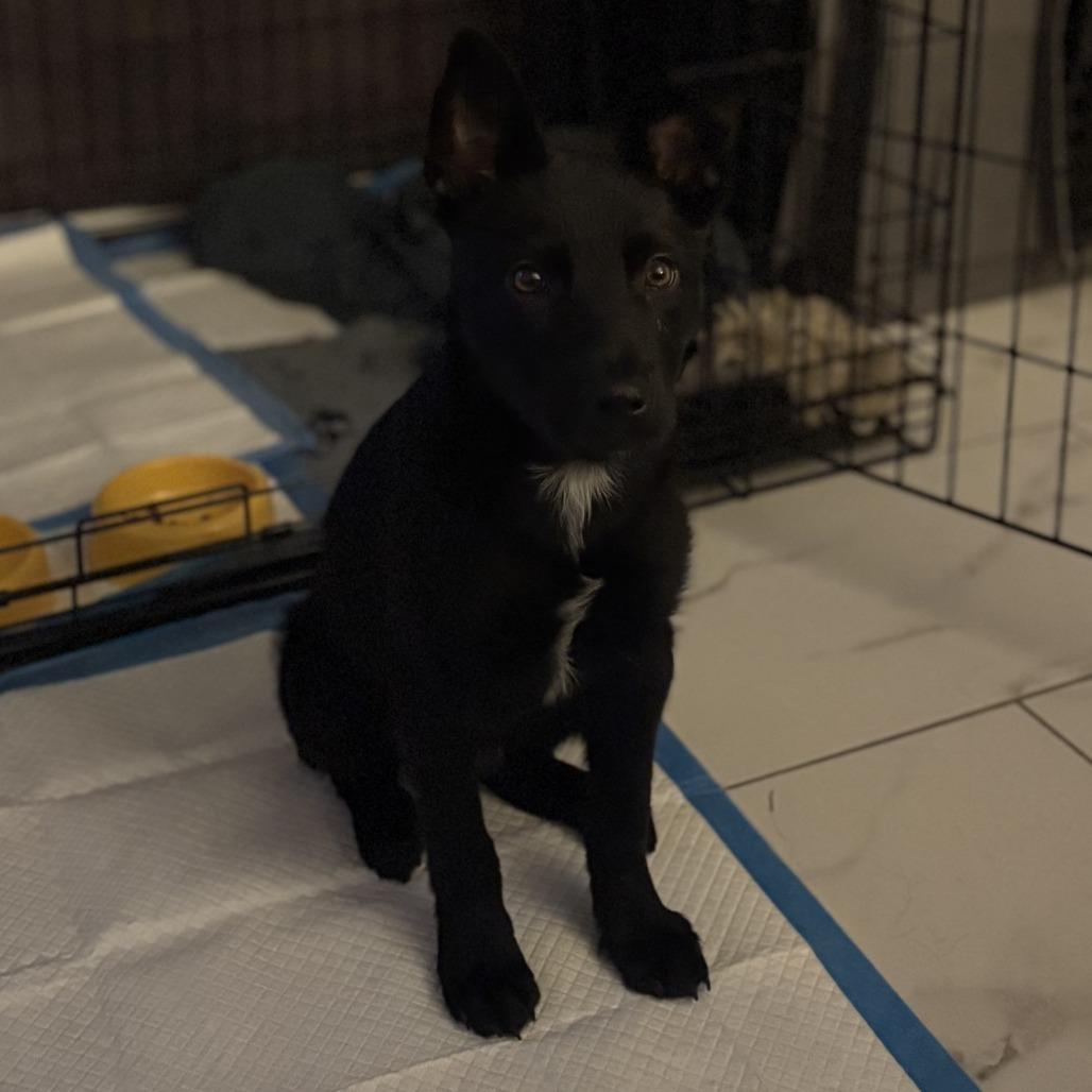 Cleveland, Adoptable, Puppy Male Mixed Breed.