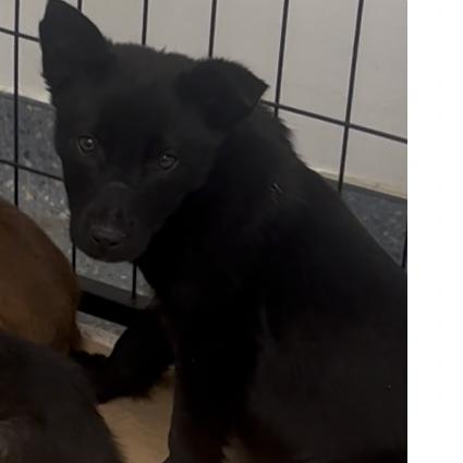 Enlarge Cleveland, a Adoptable Mixed Breed in Houston, TX image 2/4