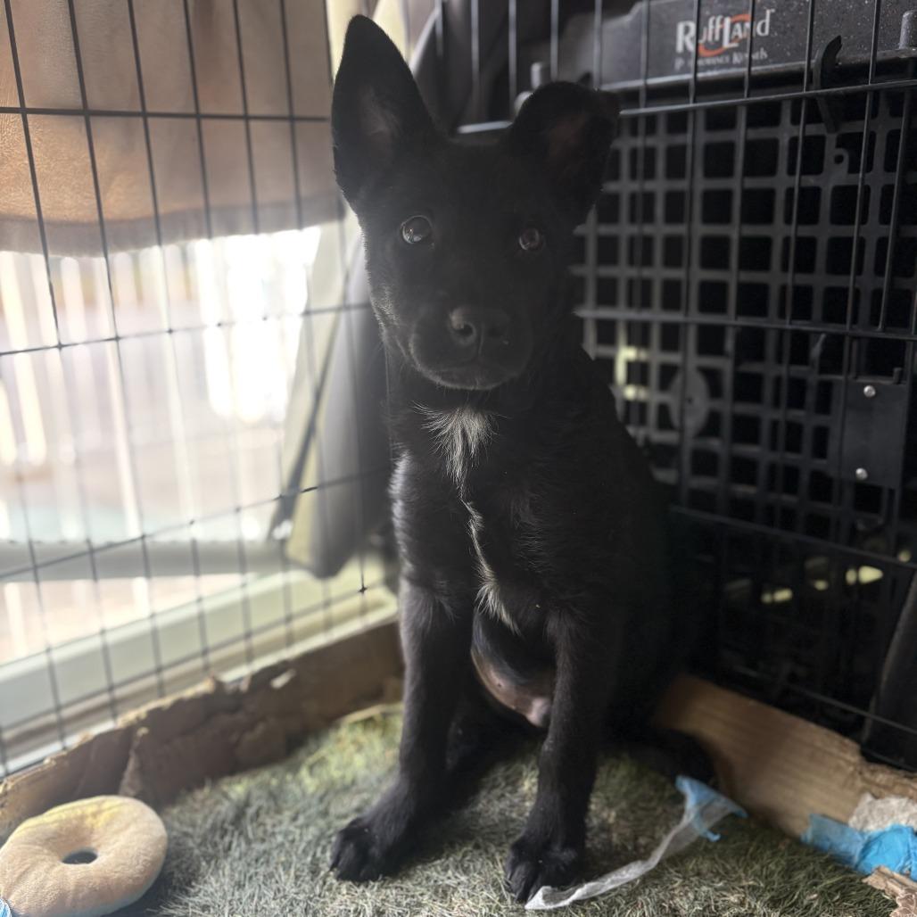 Enlarge Cleveland, a Adoptable Mixed Breed in Houston, TX image 3/4