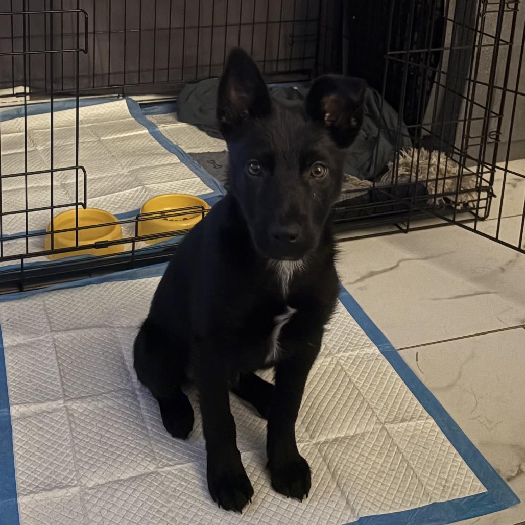 Enlarge Cleveland, a Adoptable Mixed Breed in Houston, TX image 4/4