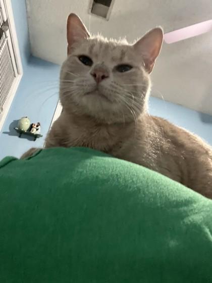 Arnold, Adoptable, Adult Male Domestic Short Hair & Domestic Short Hair.