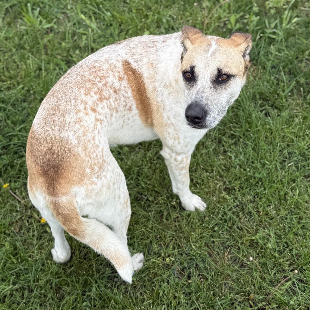 Enlarge Stella, a Adoptable Mixed Breed in Bismarck, ND image 1/1