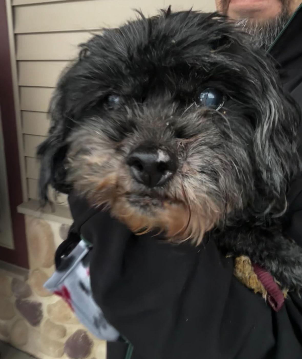 Enlarge Rex, a Adoptable mixed breed in Grafton, WI image 1/3