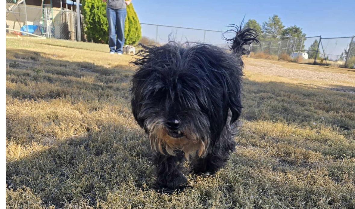 Rex - ADOPTION IN PROCESS, Adoptable, Senior Male Shih Tzu & Schnauzer.
