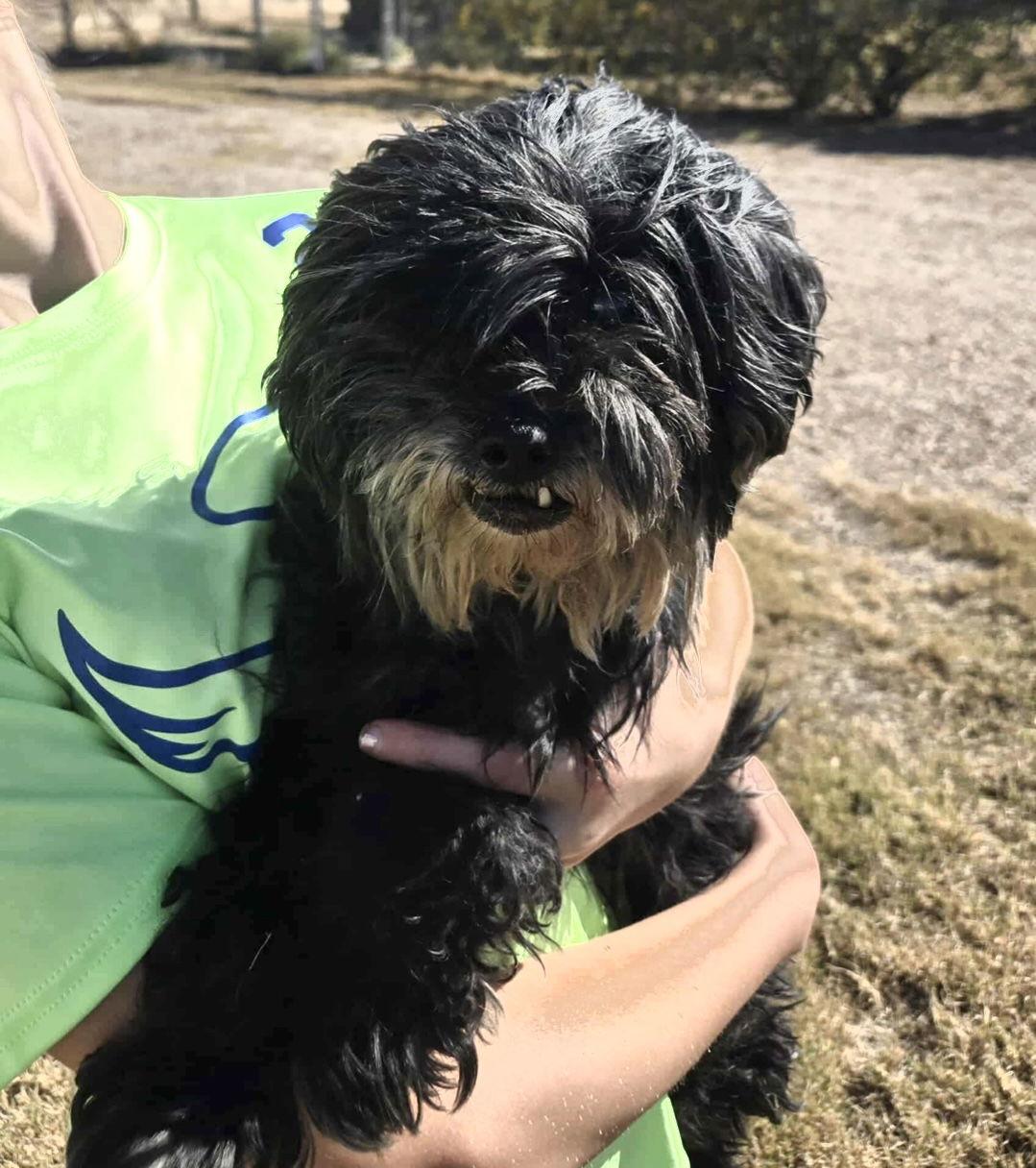 Enlarge Rex - ADOPTION IN PROCESS, a Adoptable mixed breed in Grafton, WI image 2/3