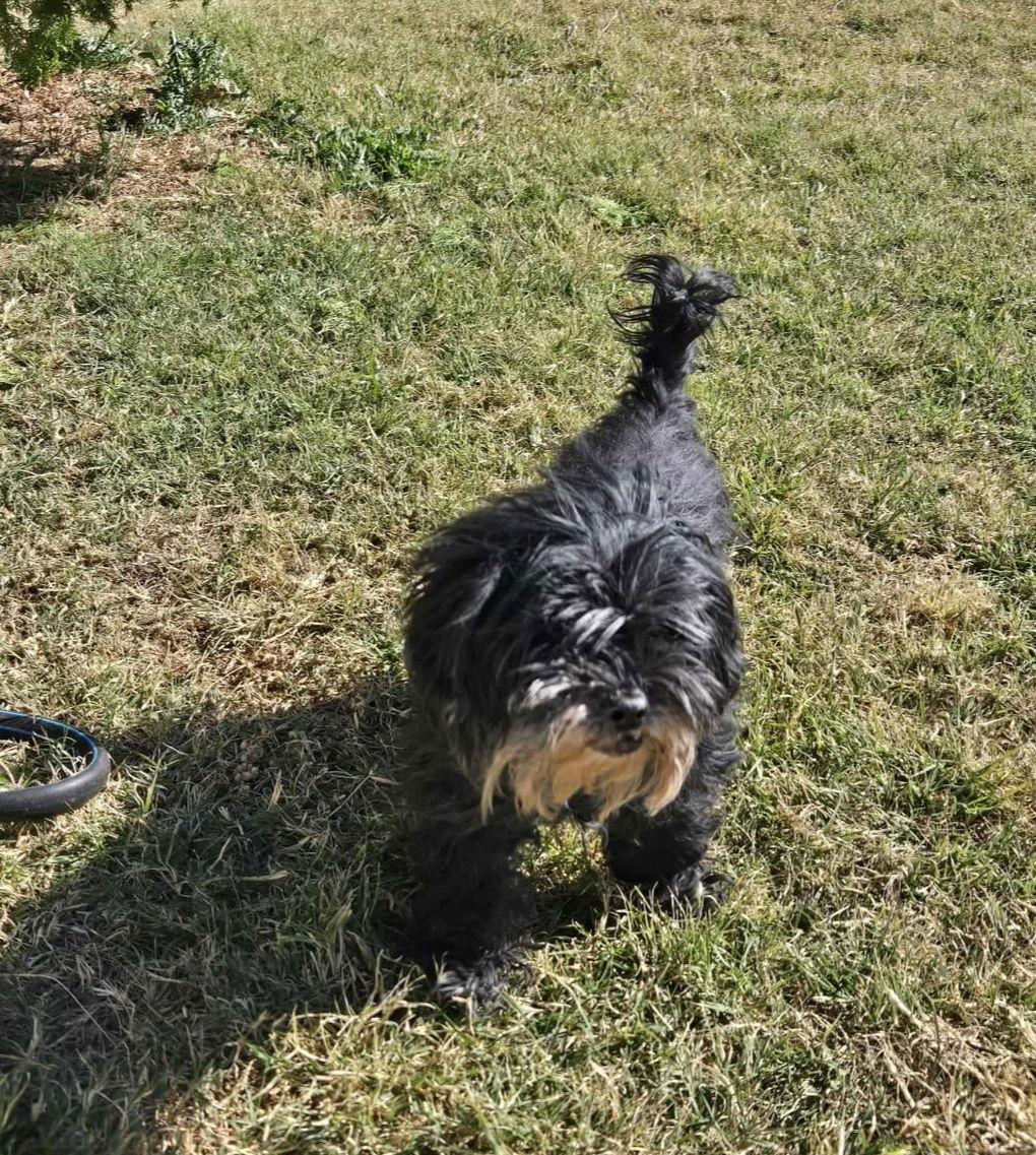 Enlarge Rex - ADOPTION IN PROCESS, a Adoptable mixed breed in Grafton, WI image 3/3