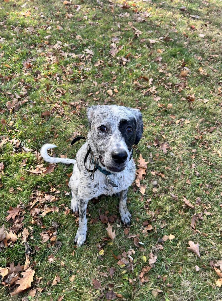 Brinkley Fuzzy — thumbnail 3