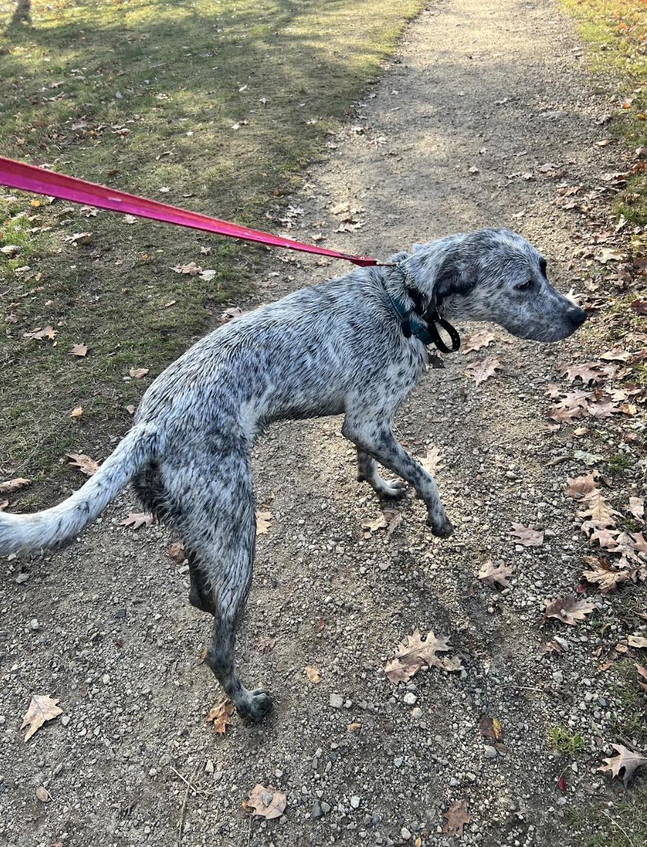 Brinkley Fuzzy — thumbnail 4