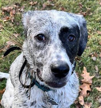 Brinkley Fuzzy — thumbnail 5