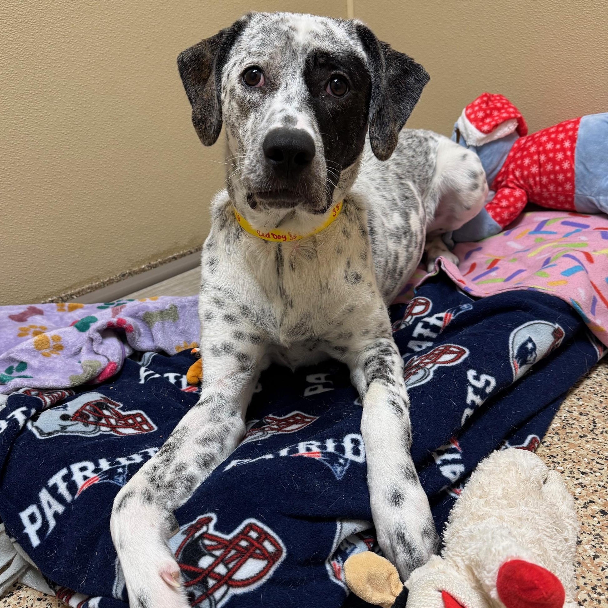 Brinkley Fuzzy — thumbnail 6