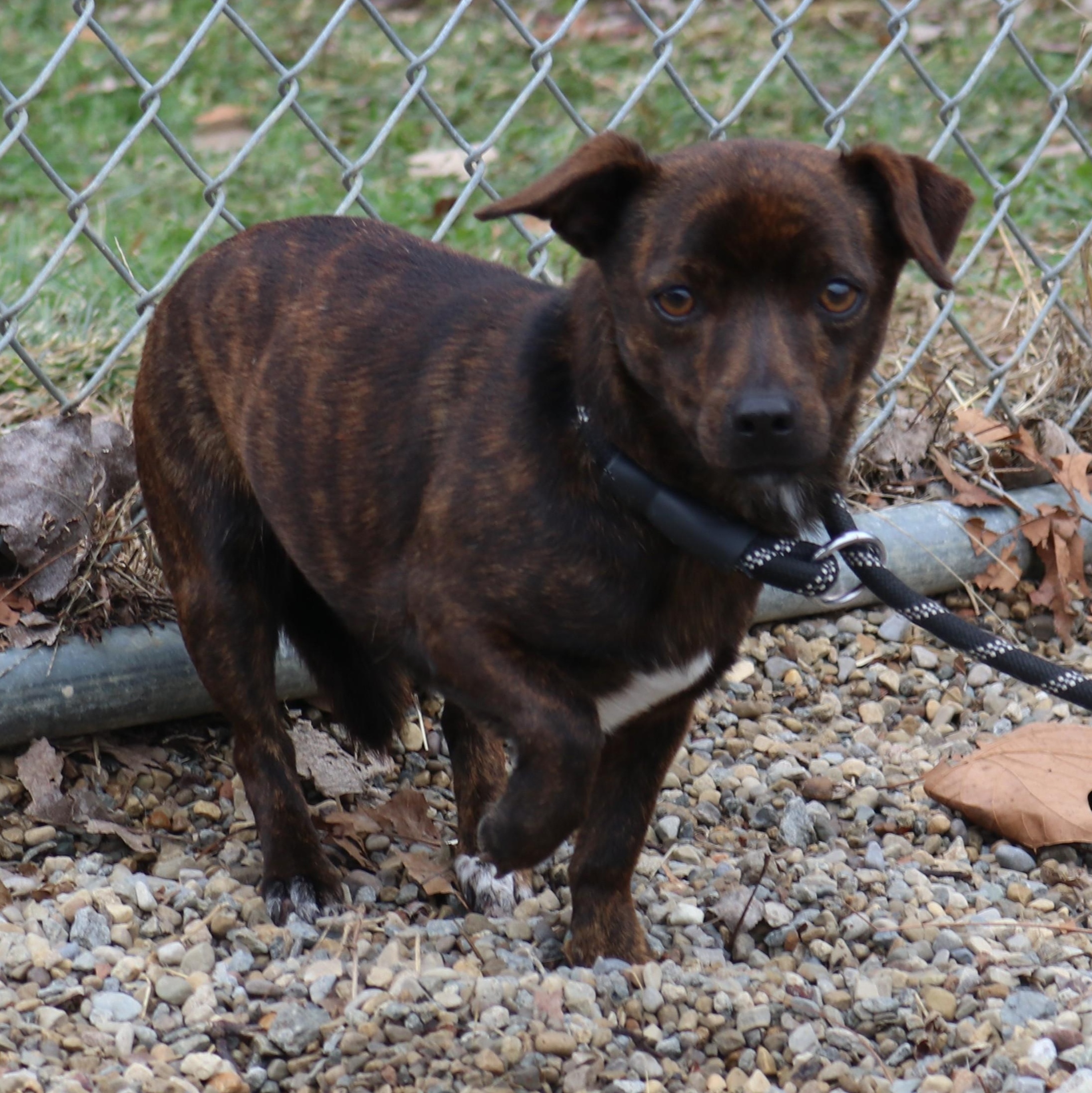 MITTENS, ADOPTABLE, Young Female Miniature Pinscher.