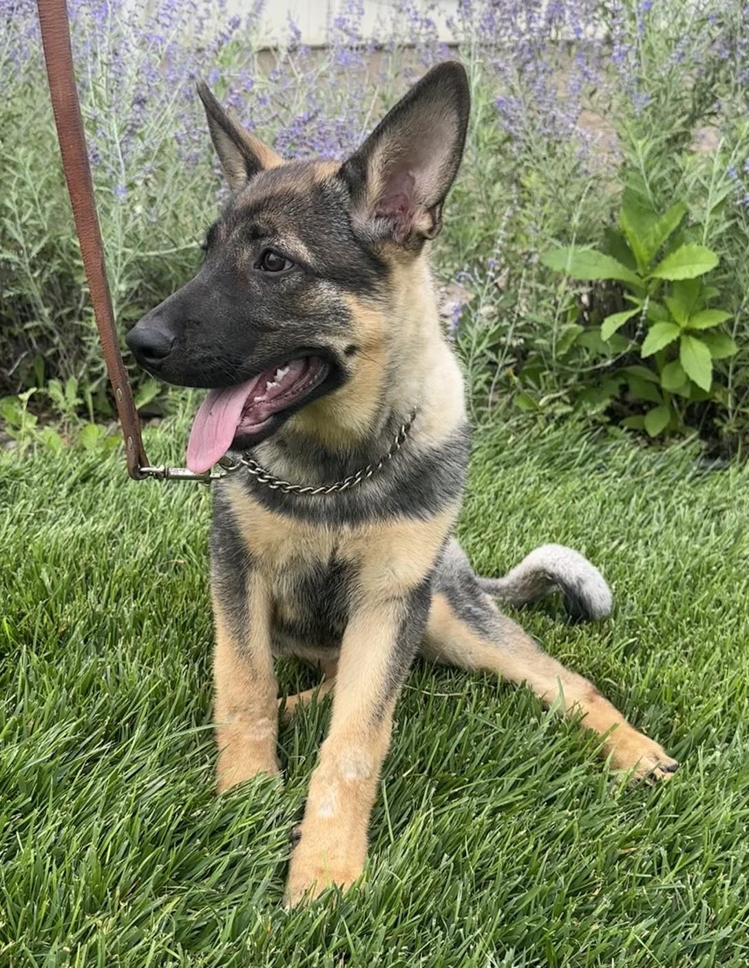 Hadley, an adoptable German Shepherd Dog in Hastings, NE, 68901 | Photo Image 5
