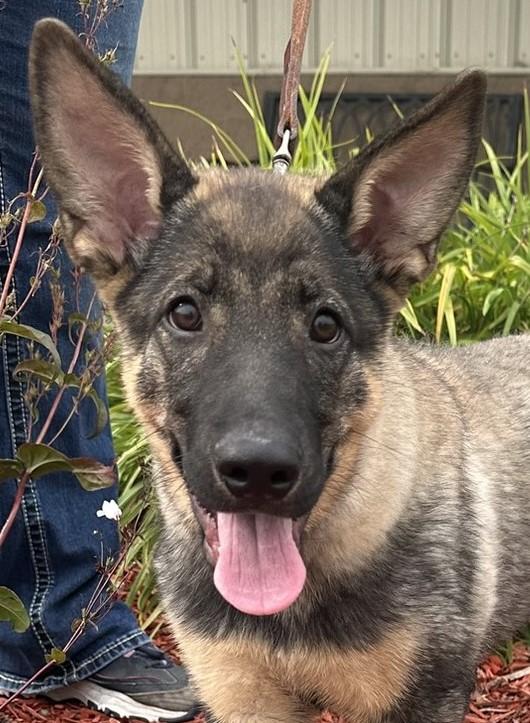 Hadley, an adoptable German Shepherd Dog in Hastings, NE, 68901 | Photo Image 1