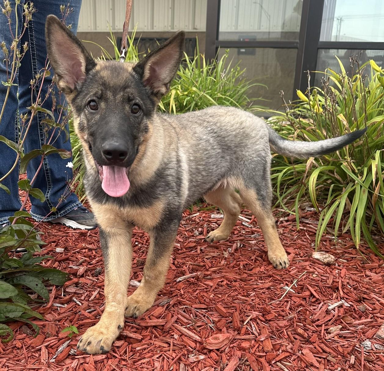 Hadley, an adoptable German Shepherd Dog in Hastings, NE, 68901 | Photo Image 4