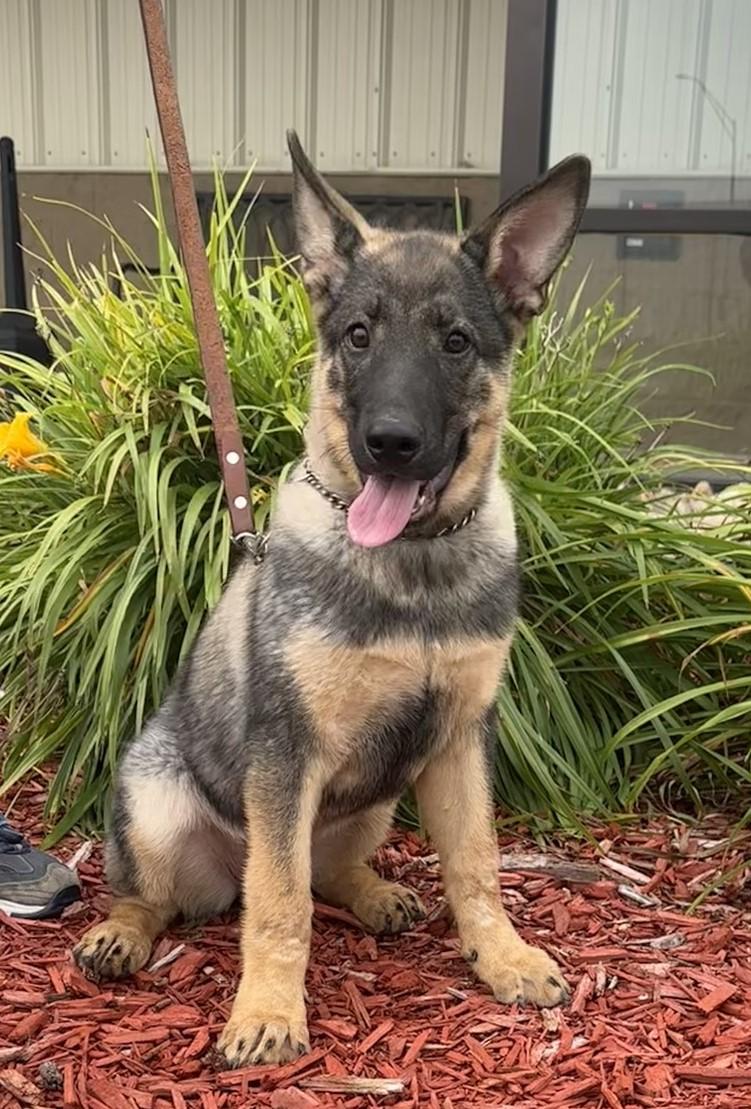 Hadley, an adoptable German Shepherd Dog in Hastings, NE, 68901 | Photo Image 3
