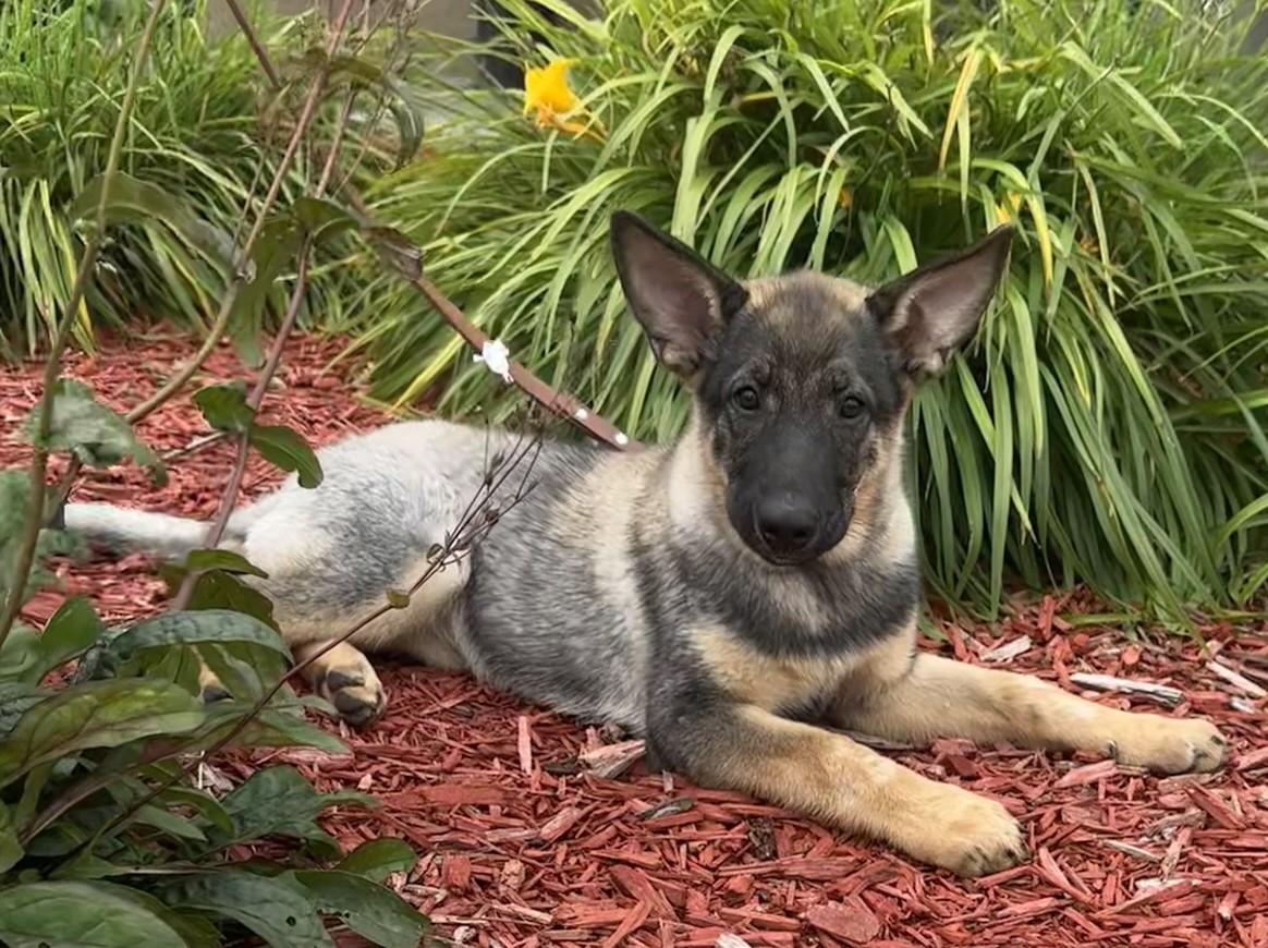 Hadley, an adoptable German Shepherd Dog in Hastings, NE, 68901 | Photo Image 2