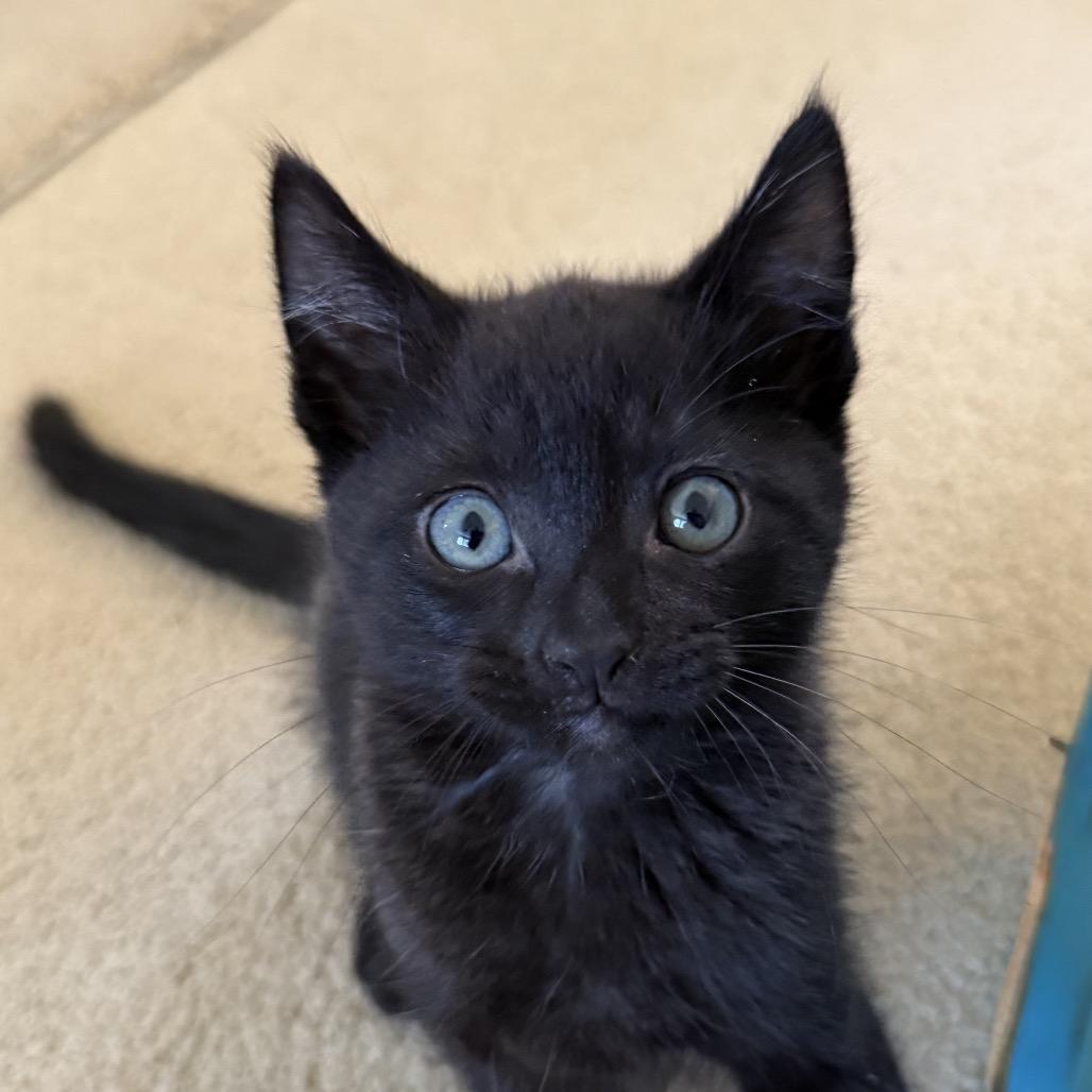 Panther, Adoptable, Kitten Male Domestic Short Hair.
